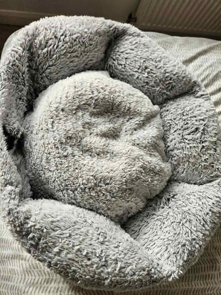 Photo of free Small dog/ cat bed (Littlemore OX4) #1