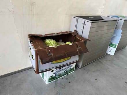 Photo of free Napa cabbage & celery in boxes (885 College Ave, Kentfield) #2