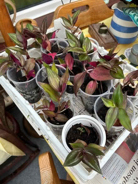 Photo of free Tradescantia plants (Great Bromley CO7) #1