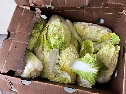 Photo of free Napa cabbage & celery in boxes (885 College Ave, Kentfield) #1