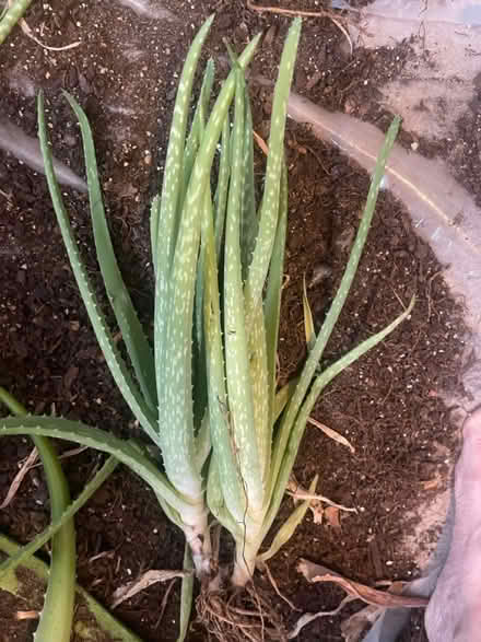 Photo of free Aloe Vera “pups” (large) (Frederick, MD) #4