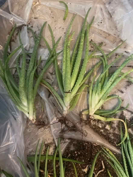 Photo of free Aloe Vera “pups” (large) (Frederick, MD) #1