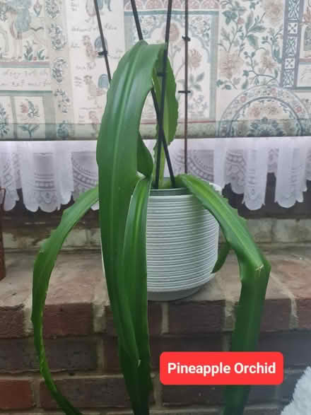 Photo of free Various Plants (Bovingdon) #1