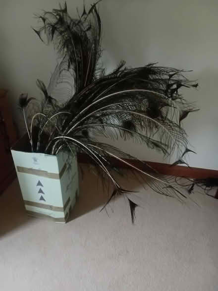 Photo of free Peacock feathers (CO12) #1