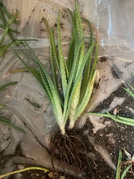 Photo of free Aloe Vera “pups” (large) (Frederick, MD) #2