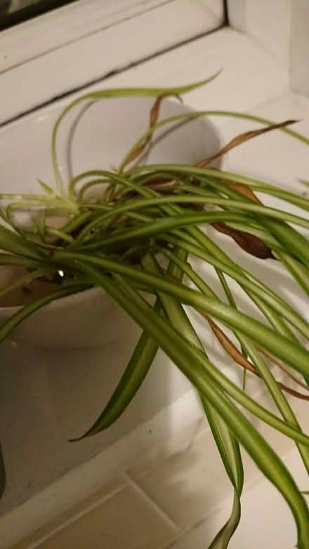 Photo of free Spiderlings (CT11) #2