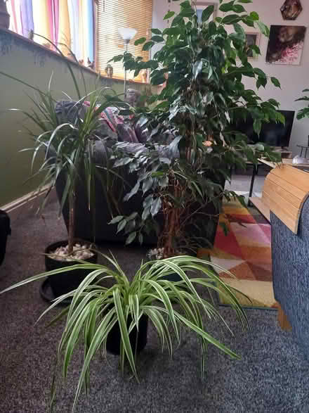 Photo of free indoor plants (Hoylake) #1