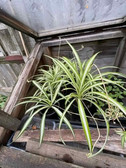 Photo of free Spider plants (Palmers Green N13) #1