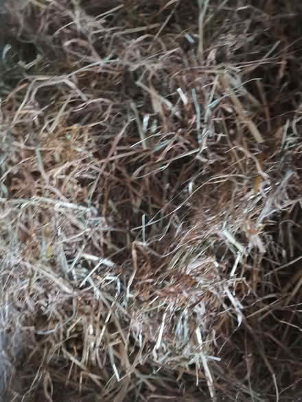 Photo of free Rabbit manure (Earlham NR5) #1
