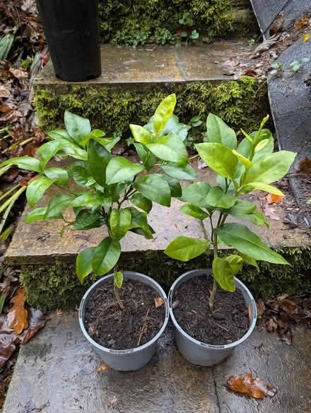 Photo of free Citrus Trees orange and lemon (BD16 cottingley) #2