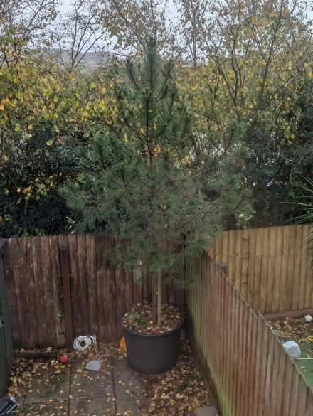 Photo of free Evergreen tree (Dawlish EX7) #1