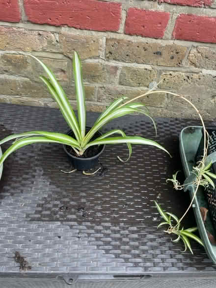 Photo of free Spider plants (Palmers Green N13) #2