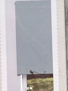 Photo of free Roller blind (Spital CH63) #1