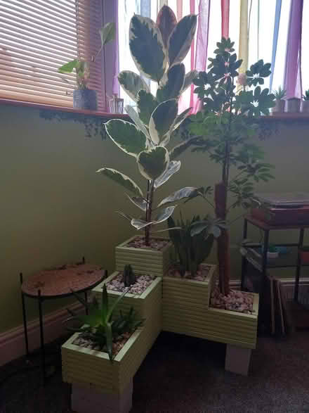 Photo of free Planter with indoor plants (Hoylake) #1
