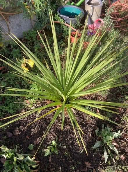 Photo of free Cordyline Australis (CT5) #1
