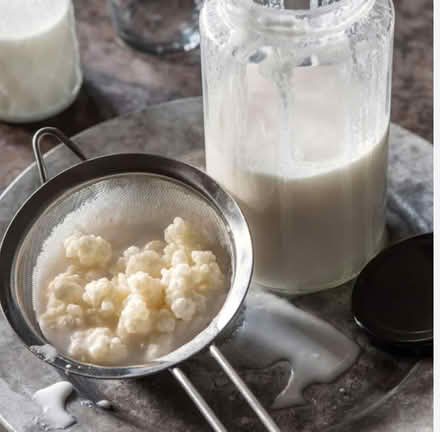 Photo of Milk Kefir grains/plant (Kettleshulme SK23) #1