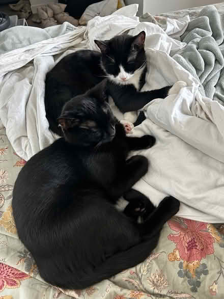 Photo of cat food / cat litter (harlem) #1