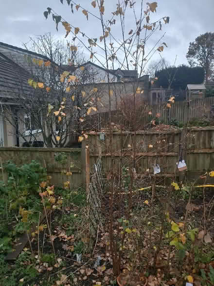 Photo of free 4 young silver birch trees (Kirkby Lonsdale LA6) #1