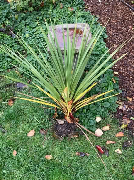 Photo of free Cordyline Australis (CT5) #2