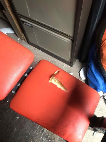 Photo of free Adjustable weight bench (Brigg DN20) #3