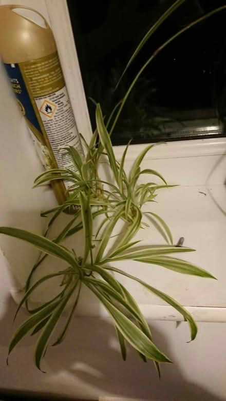 Photo of free Spiderlings (CT11) #1