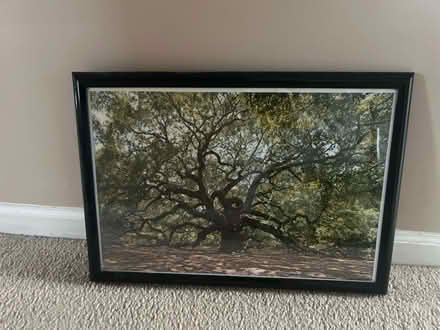 Photo of free Framed photo of spindly tree (Royal Oak, MI) #1