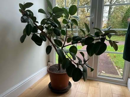 Photo of free Large House Plant (Great Braxted CM8) #1