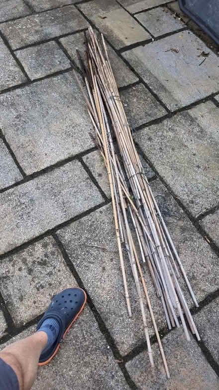 Photo of free Bamboo sticks various, used. (Shoreham-by-Sea BN43) #1