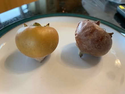 Photo of free Medlars (Shaldon TQ14) #2