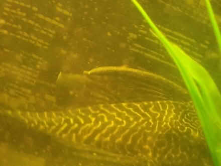 Photo of free Fish tank (Edinburgh eh7 4ee) #1