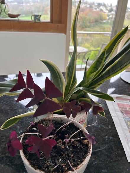 Photo of free 2 lovely houseplants (South Woodchester GL5) #1