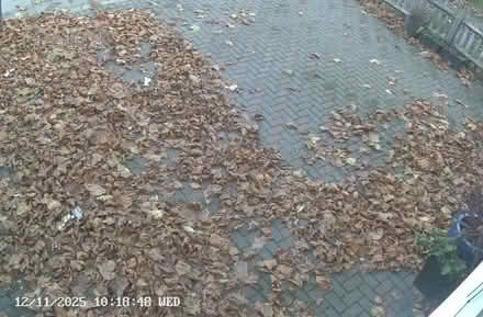 Photo of free Fallen leaves - use for compost (Edmonton N9) #1