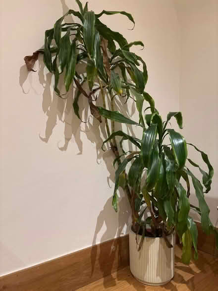 Photo of free Plant with ceramic pot (Fulham SW6) #1