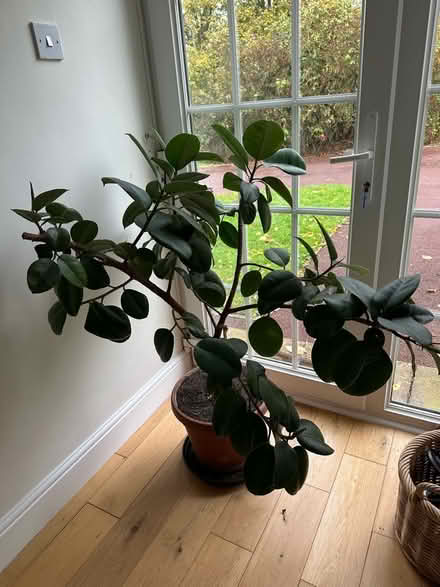 Photo of free Large House Plant (Great Braxted CM8) #2