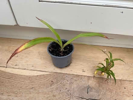 Photo of free Hawaiian spider plant (Harrogate HG2) #1