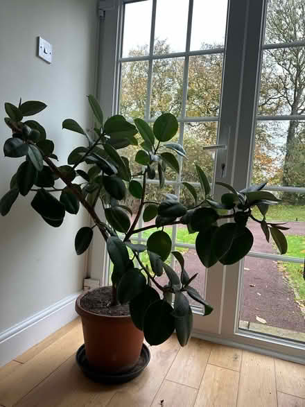 Photo of free Large House Plant (Great Braxted CM8) #3