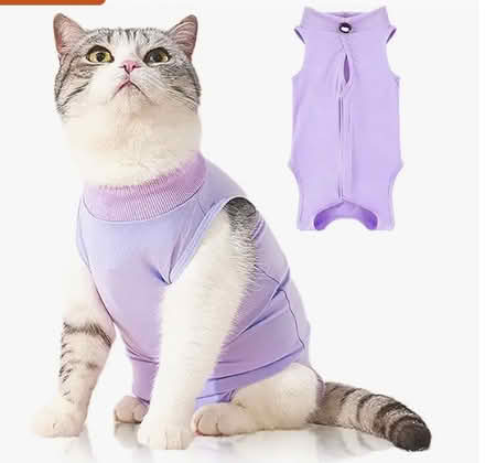 Photo of cat's bodysuit (Suffolk Coastal District IP17) #1