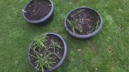 Photo of free Tubs of Assorted SprIng Flowering Bulbs (Cressex HP12) #2