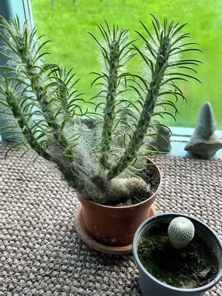 Photo of free Cacti (Wirksworth DE4) #2