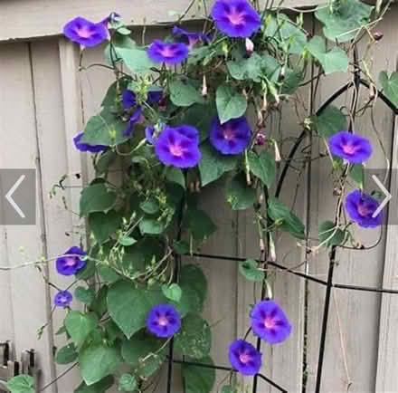 Photo of free Flower Seeds (SE Downers Grove) #2