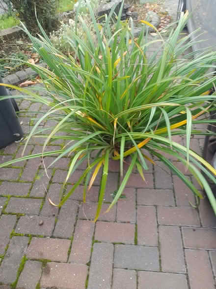 Photo of free Carex pendula grass (Wimbledon Village SW19) #1