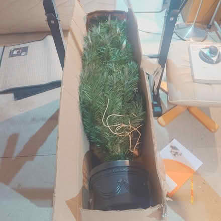 Photo of free LED Xmas tree (Torquay TQ11QQ) #1