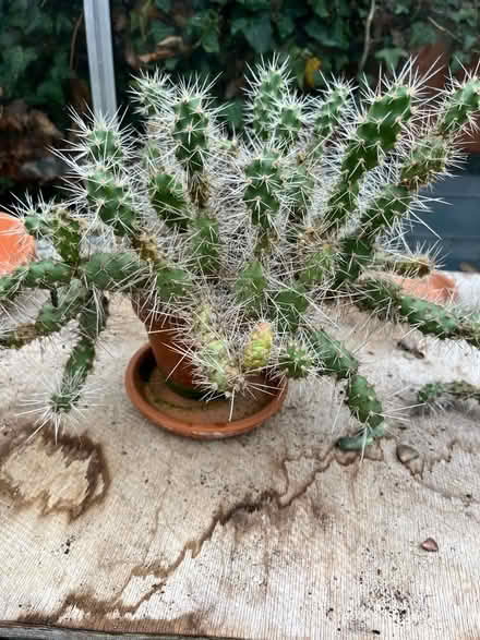 Photo of free Cacti (Wirksworth DE4) #1