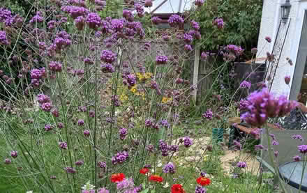 Photo of free Tall Verbena Plants (Cut Back) (CT5) #2