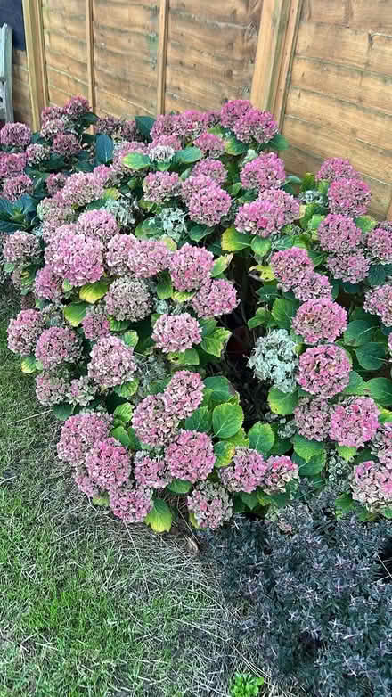 Photo of free Two hydrangea bushes (Leiston IP16) #3