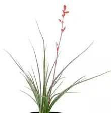 Photo of free hesperaloe plant (Tempe) #1