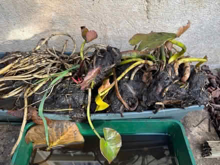 Photo of free Water Lily roots ready for planting (Weston) #1