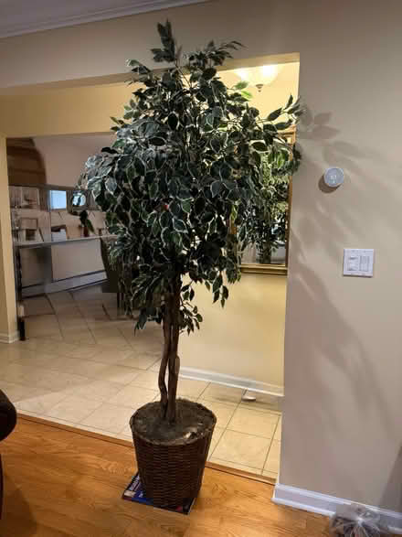 Photo of free Artificial Ficus Tree (Suffern) #1