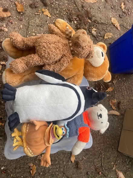 Photo of free Lovely teddy selection (Harrietsham ME17) #1