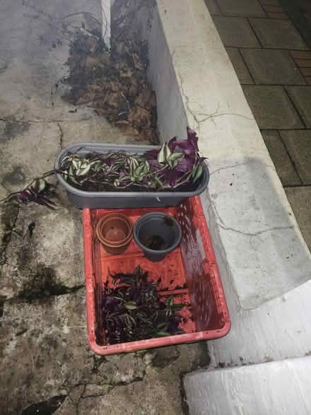 Photo of free Trascendencia/ zebrina / pots (SW15) #1